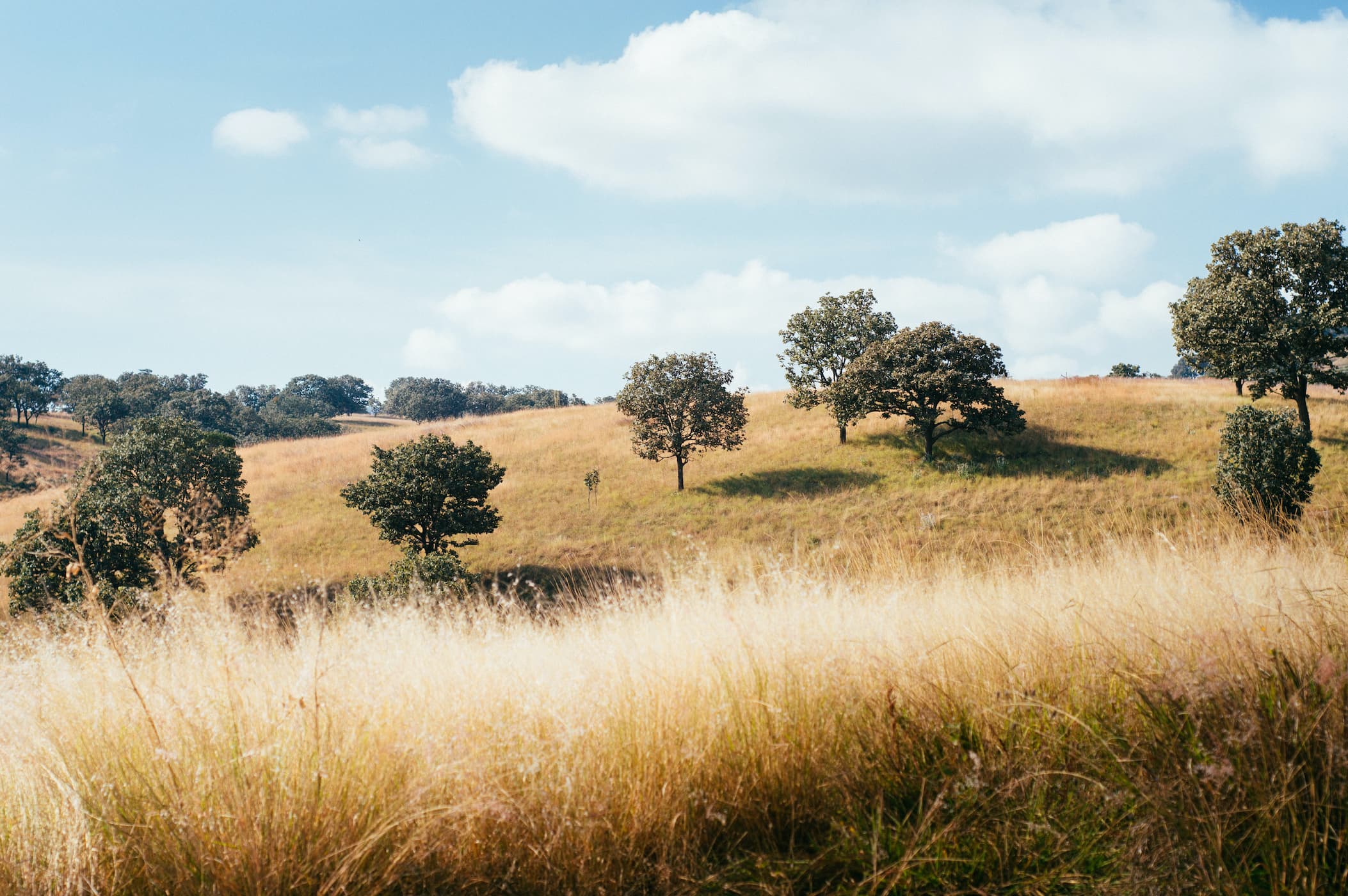 Sparse trees over hilly grasslands